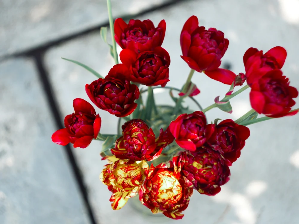 Open double tulips in deep pink and red, viewed from above.