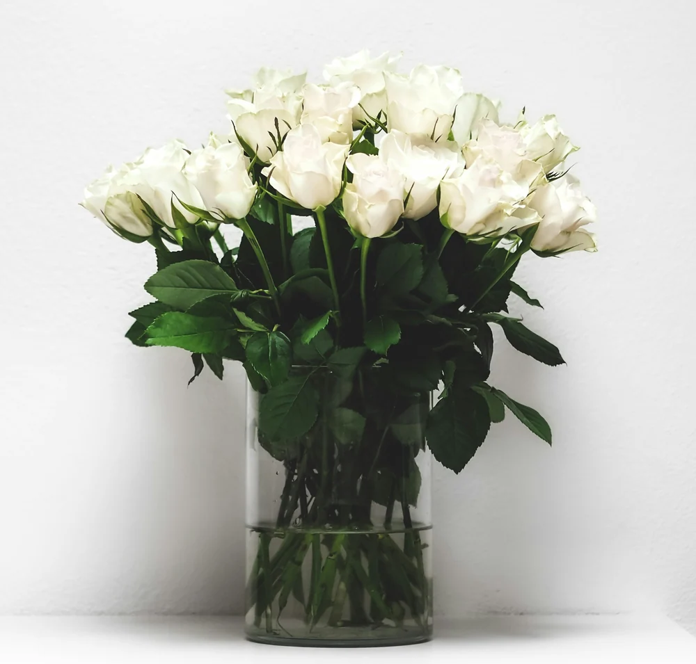 White roses and deep green leaves in a tall glass vase against a white wall.